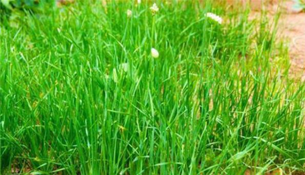 ͼѧУʳΪʲôֹѧԾ²ˣ