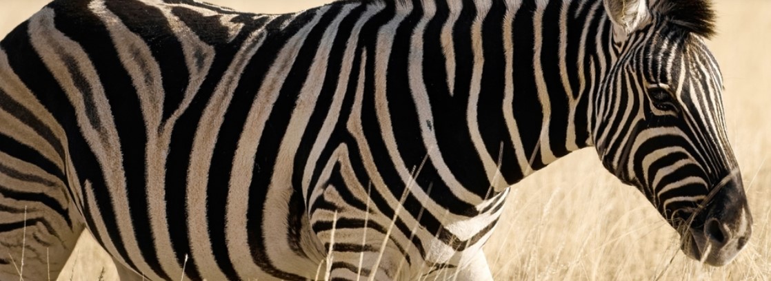 Topaz Sharpen񻯴߹ص