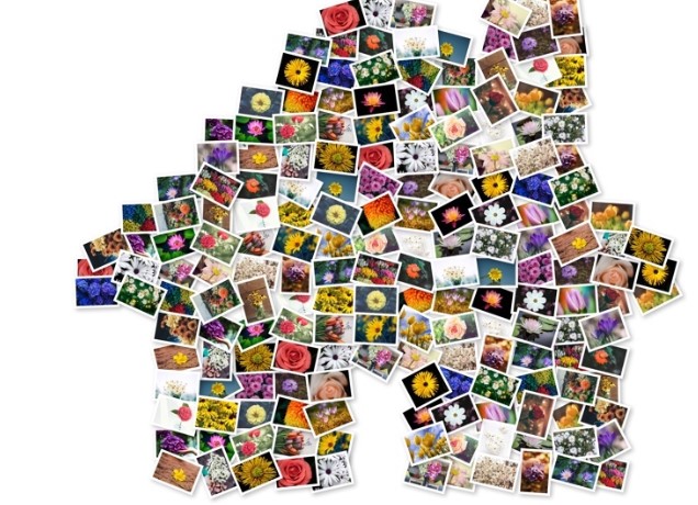 FigrCollageٷʹͼĽѧ